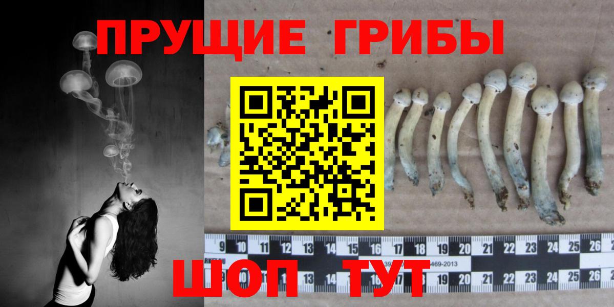 Псилоцибиновые грибы Psilocybine cubensis Клинцы